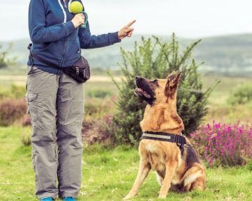 Comportamento e Adestramento Canino